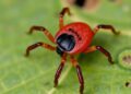 El Salvador Reports First Gynandromorphic Rhipicephalus microplus Tick