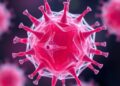Engineered Extracellular Vesicles Show Promise for Anti-Aging Therapies