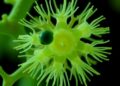 Engineered Komagataella phaffii Boosts Full-Length Human Type III Collagen Production