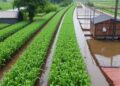 Engineering Flood-Resilient Crops to Safeguard Global Food Security