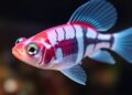Erk Gradients Encode Skeletal Size Memory During Zebrafish Fin Regeneration