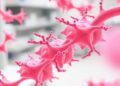 Ethiopian reference lab maps genomes of carbapenem-resistant Acinetobacter baumannii