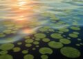 FAU Wins EPA Grant to Develop AI Technology Combating Harmful Algal Blooms