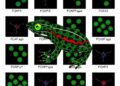 FOXP3, Key Regulatory T Cell Activator, Found Across Amphibians