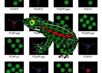FOXP3, Key Regulatory T Cell Activator, Found Across Amphibians
