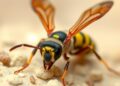Five new Cyprus wasp species discovered, including one named after Aphrodite