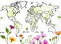 Flowering Plants’ Taxonomic Traits Reveal a Globally Consistent Biogeographic Pattern