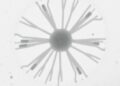 Freeze-Drying Method Reveals Bacterial Ultrastructure in Scanning Electron Microscopy