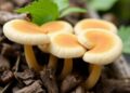 Fungus Turns Farm Waste Into Valuable Enzymes Through Fermentation