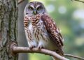 GPS Study Shows Barred Owl Management Gives Spotted Owls a Fighting Chance
