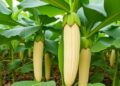 GWAS-informed ensembles boost genomic prediction of vitamin A carotenoids in cassava