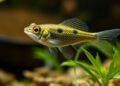 Gambusia Generalists and Specialists Show Cognitive Flexibility Across Diverse Habitats