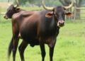 Gastrointestinal Parasitism in Cattle and Water Buffaloes in Pakistan: Prevalence and Associated Risk Factors