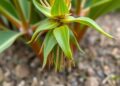 Gene Family Reveals How Tropical Crops Adapt to Heat