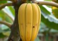 Gene regulator reveals new way to control banana ripening