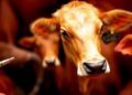 Genetic Survey Reveals Gastrointestinal Worm Communities and Drug Resistance in Argentine Cattle