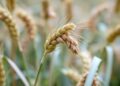 Genetic study identifies barley hotspots for inherited cold-stress resilience