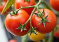 Genetic switch may enable tomatoes to fruit during cold weather