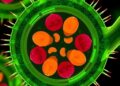 Genome-Wide Scan Reveals Type VI Secretion Systems Across Morganella Species