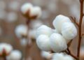 Genome study reveals genetic basis of cotton fiber color and whiteness