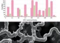 Genomic Epidemiology Reveals Population Structure and Lineage-Associated Variation in KPC-Producing Pseudomonas aeruginosa