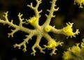 Genomics reveal YNK-FB0058 as a novel phosphate-solubilizing Phyllobacterium species