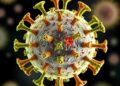 Giant Virus Genome Catalogue Reveals Vast Diversity and Functional Potential