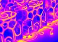 Glycerol Plasticization Alters Thermal Diffusivity in PVA Films, Photoacoustic Study Finds