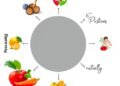 Goal-Oriented Nutritional Model Incorporates Multiple Modes and Dietary Transitions