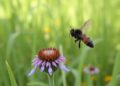 Grasses, Not Just Flowers, Also Help Support Pollinators