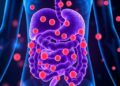 Gut microbiome imbalance expands inflammatory dendritic cells, triggering early autoimmunity