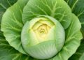 Gypsy Retrotransposon Insertion Causes Stay-Green Chinese Cabbage by Blocking Chlorophyll b Breakdown