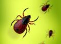 Haem Identified as a Maternal Factor in Ticks