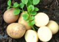 Harnessing WRKY Genes to Boost Potato Stress Tolerance and Yield