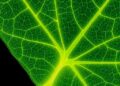 High-resolution X-ray imaging reveals leaf interiors, guiding efforts to reduce water loss