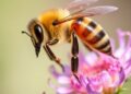 Honeybee Gut Symbiont’s Colibactin Helps Defend Against Pathogens