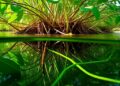 Host selection shapes microbial communities and functions, determining mangrove soil carbon fate