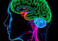 How Aging and Alzheimer’s Reshape Human Microglia and Brain Perivascular Macrophages
