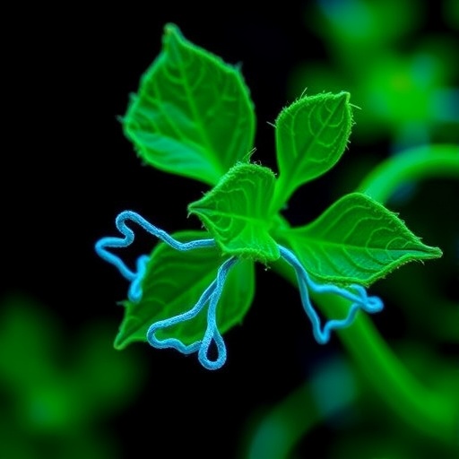 How Plant-Specific and Conserved PAF1 Complex Mechanisms Respond to Replication Stress