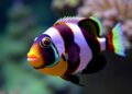 How captivity experiences shape Picasso triggerfish behavior and cognition