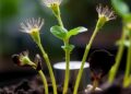 How plants silence jumping genes without harming essential genes