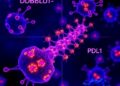 How tumors evade immunotherapy: DDB1 sends PD-L1 into nuclei, driving anti-PD-1 resistance