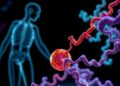 Human TOM and TIM22 complexes join forces to import mitochondrial carriers