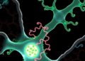 Hydrophobic FG-nucleoporin interactions expand post-mitotic nuclear pores into selective transport channels