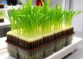 Hydroponic Platform Reveals Grass Nodal Root Development, Cell Wall Thickening, Hormone Responses