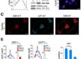 ID2 directs cDC1 development by blocking E proteins at versatile Zeb2 enhancer