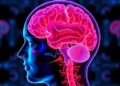 Imaging Reveals How Brain–Body Interactions Shape Systemic Disease
