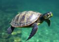 Immune gene diversity mapped in critically endangered disease-prone freshwater turtle