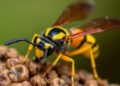 Indian Polistine Wasps Harbor Distinct Microbiota Across Four Species