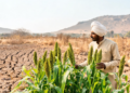 India’s New Pearl Millet Hybrid Targets Drought-Prone Farming Regions